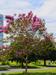 夏の空に咲くサルスベリ