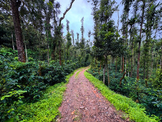landscape view of coffee plantation in Mudigere, India