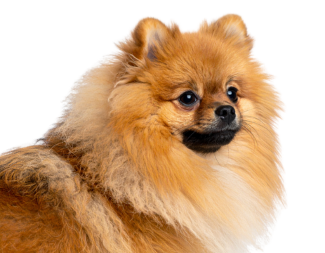 Close-up Portrait of Pomeranian with Head Tilt, Angled Side View, Isolated on Transparent Background.