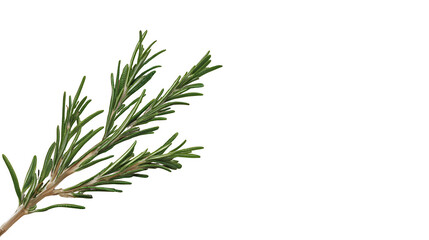 Rosemary sprig, isolated on transparent background