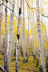 White trunks of aspen trees growing in forest during autumn
