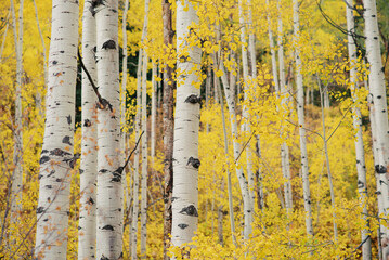 White trunks of aspen trees growing in autumn forest.