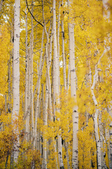 White trunks of aspen trees growing in forest during autumn