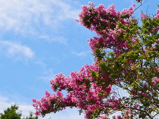 夏の青空に咲くサルスベリ