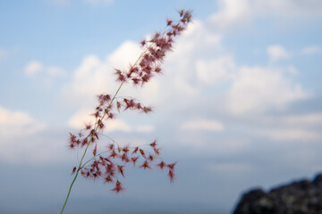 Serene photo of wild grass for vector graphic t-shirt design poster print and nature style wallpaper