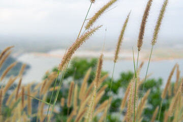 Fototapeta premium Serene photo of foxtail grass bokeh background for nature website or calm wallpaper design