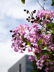 夏空に咲く百日紅