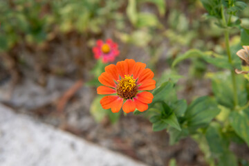 Vibrant orange zinnia vector illustration for t-shirt design graphic streetwear and urban style
