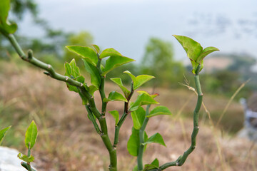 Photographic close-up of a green plant for nature inspired graphic design t-shirt or poster art