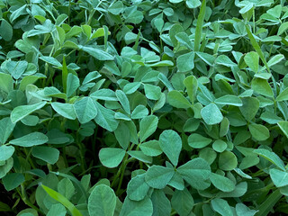 Fresh organic Fenugreek, methi vegetable plant (Trigonella foenum-graecum) in agriculture farm 