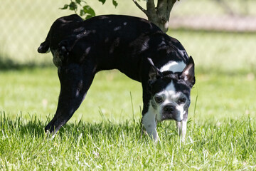 Boston Terrier Dog Urinating on Grass in Sunny Yard – Pet Photography