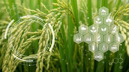 Futuristic agriculture technology concept with digital interface overlaying a rice field, symbolizing innovation, research, and sustainable farming practices - Powered by Adobe