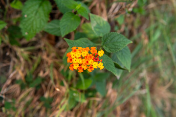 Botanical lantana flower graphic illustration for t-shirt design and natural style print