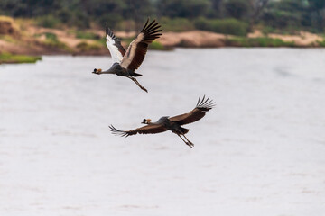 Telephoto of two grey crowned cranes -Balearica regulorum- flying along the Ewaso Ngiro river in Samburu national reserve, Kenya
