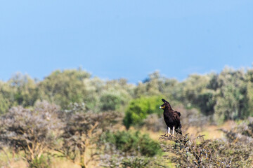 Telephoto of a long-crested eagle - Lophaetus occipitali- standing on a branch of a tree in Lake Nakuru national park in Kenya