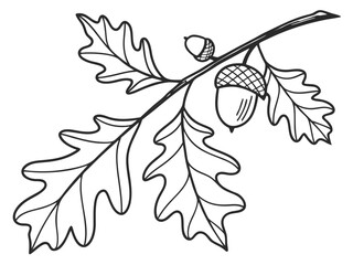 Hand drawn outline of an oak branch with leaves and acorns