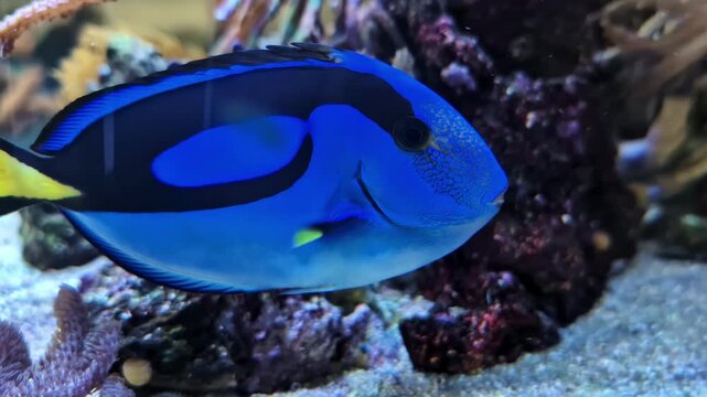 Blue Tang Swimming Inside The Aquarium In Riga, Latvia. - closeup shot