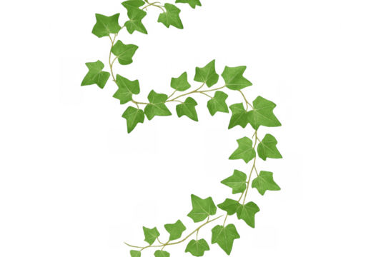 Winding ivy branches creating a natural frame on transparent background