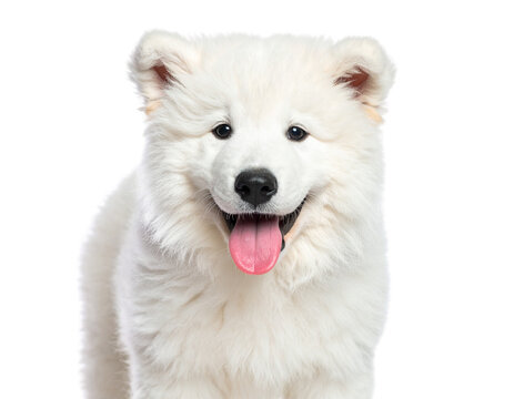 Playful Akbash Puppy with Fluffy White Coat, isolated on transparent background.