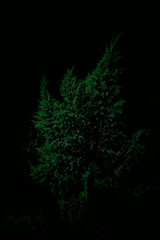 abstract christmas tree