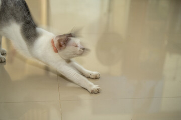 Domestic shorthair cat stretching on a glossy tiled floor with eyes closed and motion blur on the head, wearing a red collar, showing a relaxed and natural morning routine.