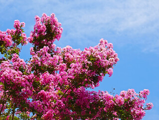 青空に咲く百日紅