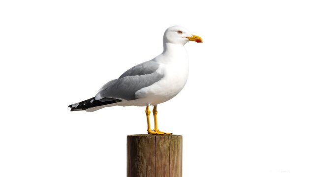 Elegant seagull perched atop weathered wooden piling against a pure white backdrop