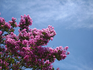 夏空に咲く百日紅