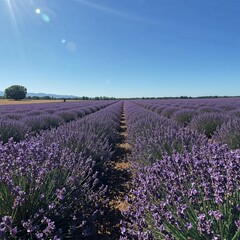 Fototapeta premium lavender field provence france