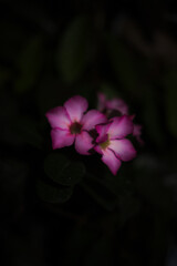 Red frangipani flower, isolated background that makes it stand out