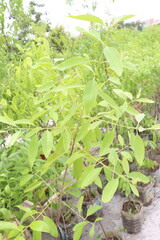 Sandalwood tree plant on nursery