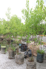 Sandalwood tree plant on nursery
