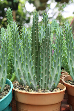 Senecio Stapeliformis cactus leaf and succulent plant