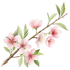 Fototapeta premium Delicate watercolor pink blossom branch with soft petals.