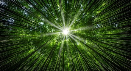 Obraz premium Sunlight shining through a dense bamboo forest canopy from below