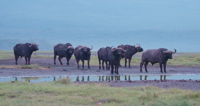Wide of herd of Cape buffalo (Syncerus caffer) standing by a watering hole in misty morning in Kenya