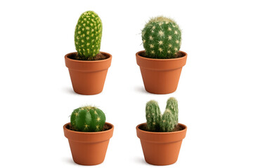 Four different potted cacti growing on transparent background