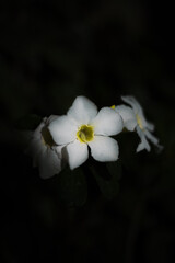 White frangipani flower, on isolated night background