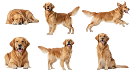 Golden Retriever Dog in Various Poses Isolated on White Background