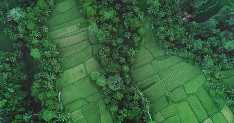 Selbstklebende Fototapeten Reisfelder Lush green rice paddies separated by palm trees and tropical vegetation create a stunning aerial view in Ubud, Bali, Indonesia, a popular tourist destination known for its natural beauty  © Goinyk