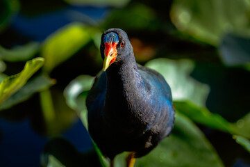 portrait of a purple gallinule
