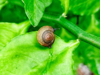 snail on a leaf