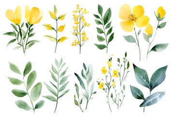 Watercolor yellow mimosa flowers and green leaves clip art set, on a white background, 