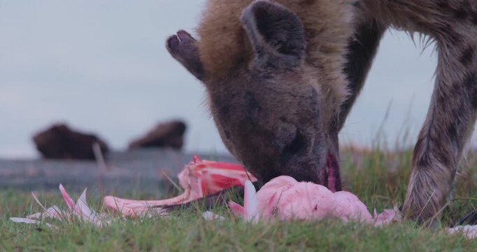 Close-up of spotted hyena (Crocuta crocuta) head eating remains of flamingo on green grass by waterbody in morning in Kenya