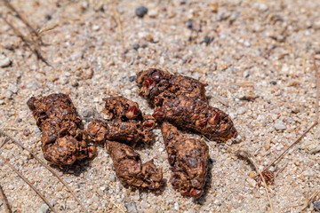 Wild animal feces.  Chalone Creek.Old Pinnacles Trail, Pinnacles National Park, California. Gabilan Range / California Coast Ranges System.