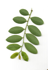 Naklejka premium green leaves isolated on white