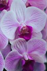 pink orchid flower
