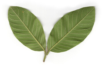 Obraz premium guava leaf isolated on white background