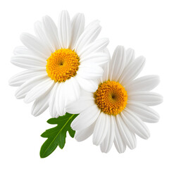 Chamomile Flowers: Two pristine chamomile blooms with a vibrant yellow center and fresh green foliage against a pure backdrop, symbolizing purity and peace.