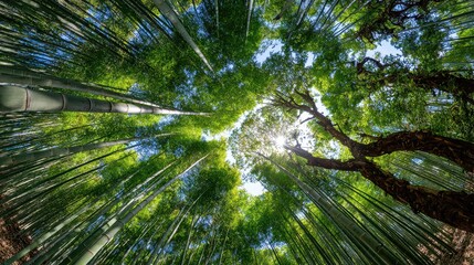 A tranquil bamboo forest with tall, slender stalks